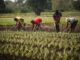 Sierra Leone Courts Iranian Investment to Revitalise Agriculture