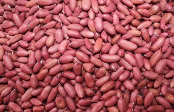 EU Boost for Senegalese Farmers as Peanut Export Ban Partially Lifted