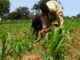 Nigeria Agricultural Reforms Gain Ground Amid Challenges – Update