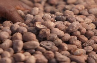 Nigeria Suspends Raw Shea Nuts Export to Boost Local Processing