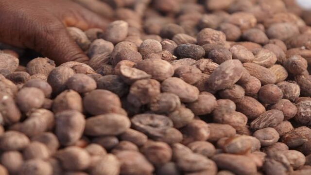 Nigeria Suspends Raw Shea Nuts Export to Boost Local Processing