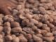 Nigeria Suspends Raw Shea Nuts Export to Boost Local Processing