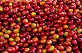 US Tariffs, Climate Threaten Brazil’s Small Coffee Farmers