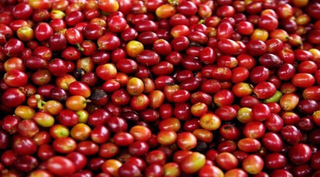 US Tariffs, Climate Threaten Brazil’s Small Coffee Farmers