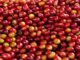 US Tariffs, Climate Threaten Brazil’s Small Coffee Farmers