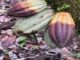 Black Pod Disease Threatens Cameroon’s Cocoa Harvest – Update
