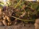 Discovery offers hope against stem rot