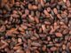 Ghanaian Cocoa Farmers Demand Higher Prices Amid Currency Woes