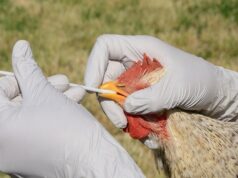 Avian Flu Crisis Escalates in Southern Africa, Threatening Poultry Sector