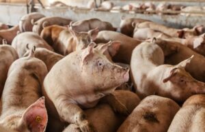 Côte d’Ivoire Steps Up Pork Genetics to Cut Import Dependence