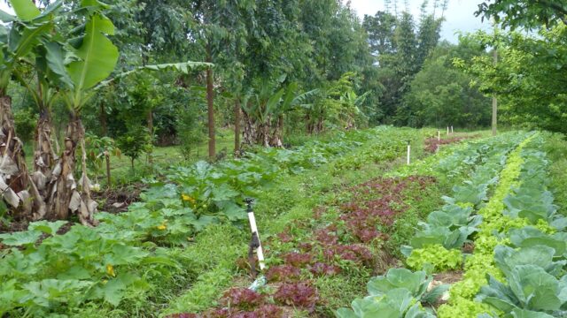 Data is the New Rain West African Farmers Demand Climate 'Bundles' for Profit