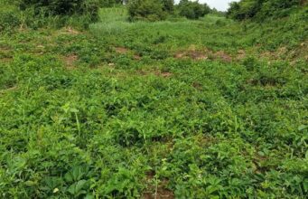 Senegal Debates Two Futures for Agriculture Amid Food Security Crunch