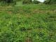 Senegal Debates Two Futures for Agriculture Amid Food Security Crunch