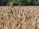 Bauchi Women Farmers Reap Bumper Soybean Harvests