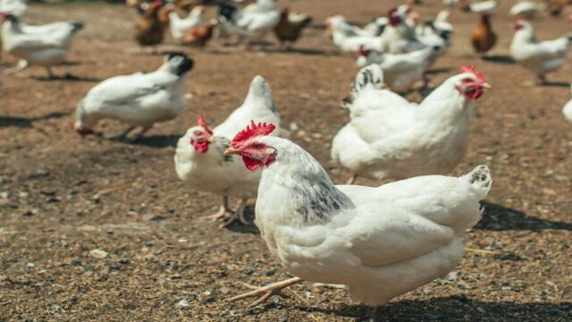 Ghana's Poultry Self-Sufficiency Drive Launched to Cut Imports and Boost Food Security