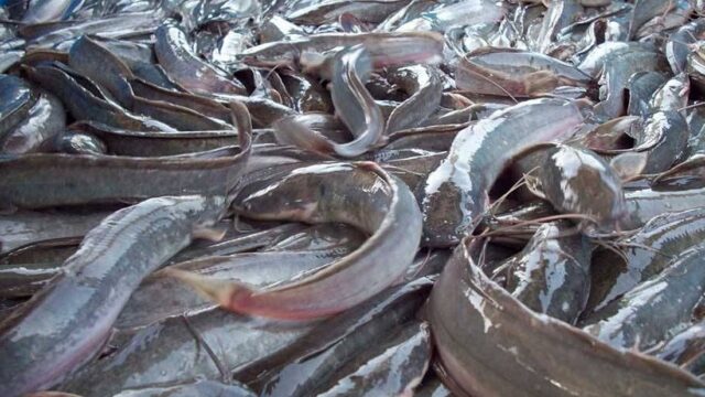 Navigating the Waters Why New Nigerian Fish Farmers are Sinking Despite Aquaculture's Boom