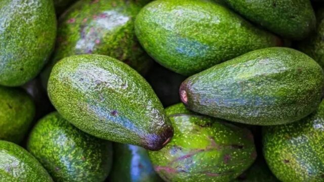 At Macfrut 2026, the Plant Nursery exhibition will shine a spotlight on the nursery supply chain