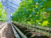 Senegal Boosts Food Sovereignty with Major Seed Potato Import for 2025–2026 Horticultural Campaign