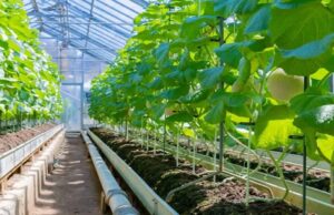 Senegal Boosts Food Sovereignty with Major Seed Potato Import for 2025–2026 Horticultural Campaign