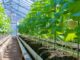 Senegal Boosts Food Sovereignty with Major Seed Potato Import for 2025–2026 Horticultural Campaign