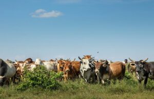 Senegal Deploys Digital Shield to Secure Livestock Sector