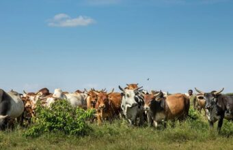 Senegal Deploys Digital Shield to Secure Livestock Sector