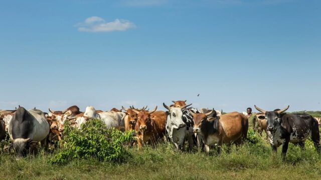 Senegal Deploys Digital Shield to Secure Livestock Sector