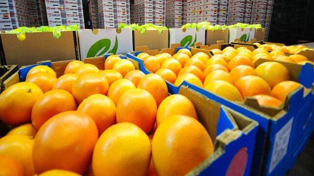 Gulf Capital Reimagines Africa as Global Agri-Industrial Breadbasket