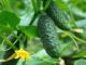 Youth-Led Agribusiness Bolsters West African Food Security Amid Climate Volatility