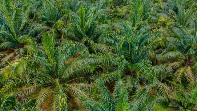 60% of Ghana’s tree crops to be processed locally