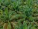 60% of Ghana’s tree crops to be processed locally