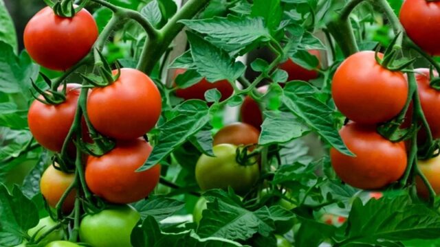 Dutch Grant Seeds New Era for Ghanaian Tomato Production