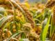 How Climate-Smart Finance is Transforming West African Smallholders