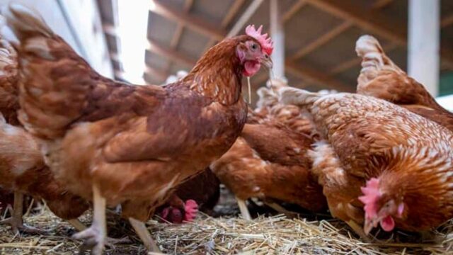 Nigeria's Billion-Dollar Leap into Poultry Self-Sufficiency