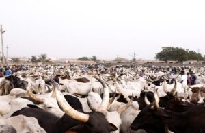 Burkina Faso Halts Livestock Exports to Feed its Own Market First