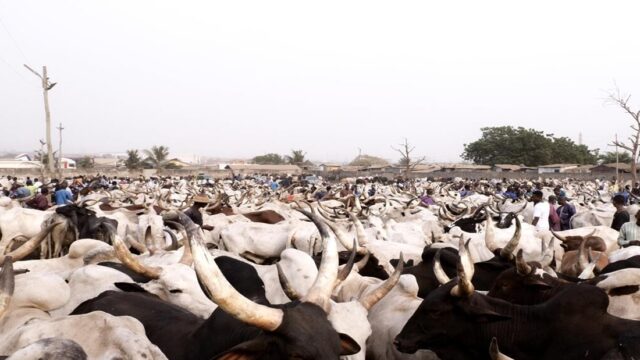 Burkina Faso Halts Livestock Exports to Feed its Own Market First