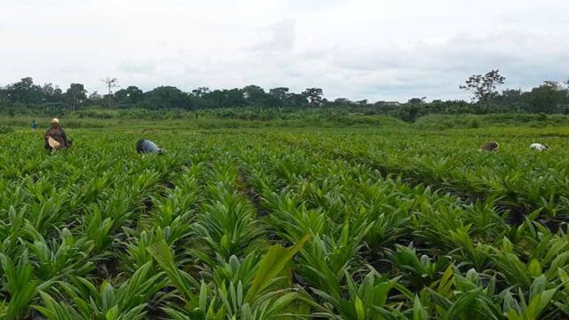 The Tech is Ready The System Isn’t Why Africa’s Green Revolution is Stuck in the Lab