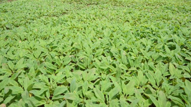 Ghana Launches US$3.5bn Compact to Transform Agriculture