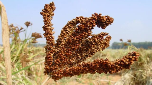 India–Africa Cooperation in Agriculture, Millets & Food Security