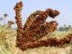 India–Africa Cooperation in Agriculture, Millets & Food Security