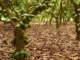 Is Tinubu’s Cocoa Pitch Africa’s Answer to OPEC?