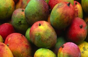Mango Season Turns the Corner on Fruit Flies in Senegal
