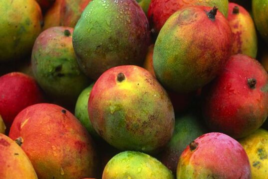 Mango Season Turns the Corner on Fruit Flies in Senegal