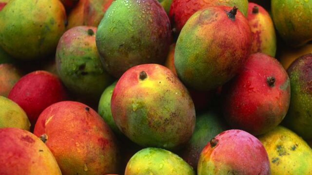 Mango Season Turns the Corner on Fruit Flies in Senegal