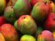 Mango Season Turns the Corner on Fruit Flies in Senegal