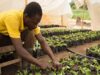 Nigeria, AGRA Push Climate-Smart Farming to Secure Food Supply