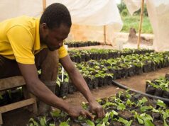 Nigeria, AGRA Push Climate-Smart Farming to Secure Food Supply