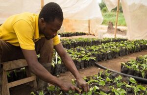 Nigeria, AGRA Push Climate-Smart Farming to Secure Food Supply