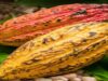 With West Africa cocoa under strain, can Brazil supply more to Switzerland?