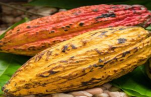 With West Africa cocoa under strain, can Brazil supply more to Switzerland?
